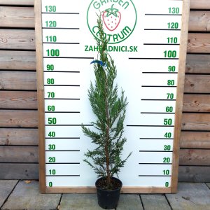 Cyprusovec leylandský (Cupressocyparis leylandii) - výška 100-120 cm, kont. C3L (-18°C)