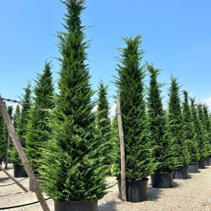 Cyprusovec leylandský (Cupressocyparis leylandii) - výška 500-550 cm, kont. C375L 