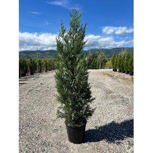 Cyprusovec leylandský (Cupressocyparis leylandii) ´PYRAMIDALIS´ - výška 125-150 cm, kont. C10L 