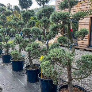 Cypruštek arizónsky (Cupressus arizonica) ´FASTIGIATA´ (-13°C) - 170-180cm, kont.70l - BONSAJ