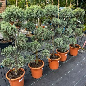 Cypruštek arizónsky (Cupressus arizonica) ´FASTIGIATA´ (-13°C) - výška 100-110cm, kont. C18L - POMPONS