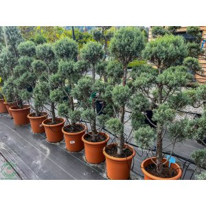 Cypruštek arizónsky (Cupressus arizonica) ´FASTIGIATA´ (-13°C) - výška 140-170cm, kont. C30L - POMPONS