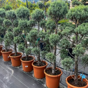 Cypruštek arizónsky (Cupressus arizonica) ´FASTIGIATA´ (-13°C) - výška 140-170cm, kont. C30L - POMPONS