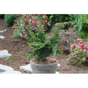 Cypruštek tupolistý (Chamaecyparis obtusa) ´TEDDY BEAR´ - výška 15-25 cm, kont. C2L