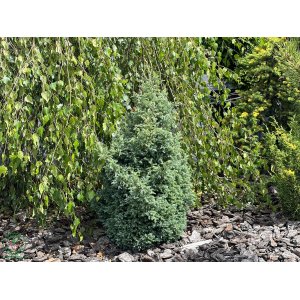 Cypruštek hrachonosný (Chamaecyparis pisifera) ´BOULEVARD´ - výška 30-40 cm, kont. C3L
