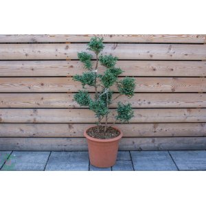 Cypruštek hrachonosný (Chamaecyparis pisifera) ´BOULEVARD´ - výška 80-100 cm, kont. C30L - BONSAJ