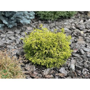 Cypruštek tupolistý (Chamaecyparis obtusa) ´GITTE´ - výška 15-25 cm, kont. C5L
