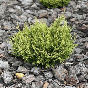 Cypruštek Lawsonov (Chamaecyparis lawsoniana) ´MINIMA GLAUCA´ - výška: 15-20 cm, kont. C2L