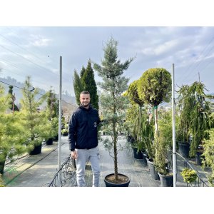 Cypruštek arizónsky (Cupressus arizonica) ´FASTIGIATA´ -  výška 200-250 cm, kont. C45L