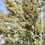 Cypruštek arizónsky (Cupressus arizonica) ´FASTIGIATA´(-13°C) -  výška 200-250 cm, kont. C45L