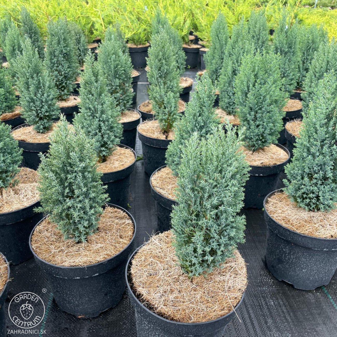 Obrázok Cypruštek Lawsonov (Chamaecyparis lawsoniana) ´ELLWOODII´ - výška 20-30 cm, kont. C2L