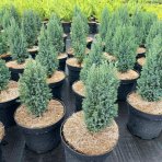 Cypruštek Lawsonov (Chamaecyparis lawsoniana) ´ELLWOODII´ - výška 20-30 cm, kont. C2L