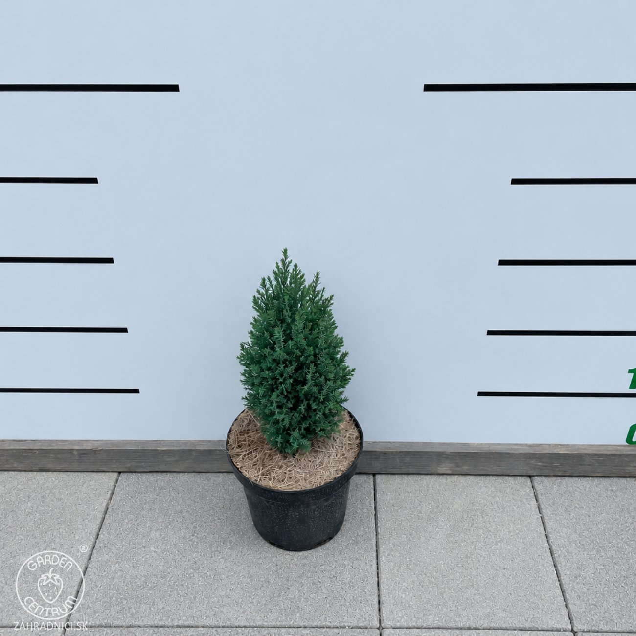 Obrázok Cypruštek Lawsonov (Chamaecyparis lawsoniana) ´ELLWOODII´ - výška 20-30 cm, kont. C2L