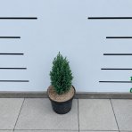 Cypruštek Lawsonov (Chamaecyparis lawsoniana) ´ELLWOODII´ - výška 20-30 cm, kont. C2L