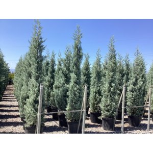 Cypruštek arizónsky (Cupressus arizonica) ´FASTIGIATA´ - výška 130-150 cm, kont. C10L