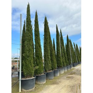 Cyprus vždyzelený (Cupressus sempervirens) ´PYRAMIDALIS´ - výška 500-550 cm, kont. C375/450L (-13°C)