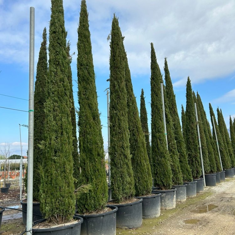 Cyprus vždyzelený (Cupressus sempervirens) ´PYRAMIDALIS´ - výška 500-550 cm, kont. C375/450L (-13°C)