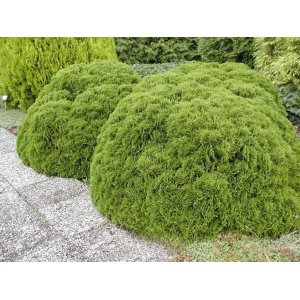 Tuja západná (Thuja occidentalis) ´DANICA´ - výška 15-25 cm, kont. C2L