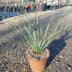 Trávovník (Dasylirion) ´SERRATIFOLIUM´ - výška 30-50 cm, kont. C2L (-10°C) 