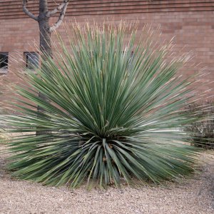 Dasylirion Wheeleri – výška 30-50 cm, kont. C2L (-12°C)