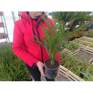 Datľovník kanársky (Phoenix canariensis) - výška 30-50 cm, kont. C1.5L (-6°C) 