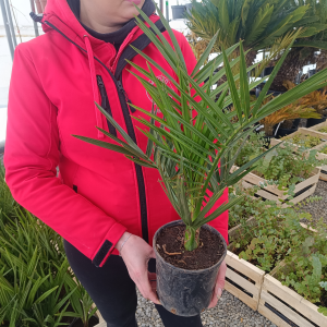 Datľovník kanársky (Phoenix canariensis) - výška 30-50 cm, kont. C1.5L (-6°C) 