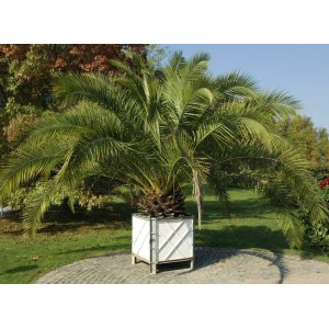Datľovník kanársky (Phoenix canariensis) - výška 150-170 cm, kont. C35L ( -6°C) 