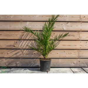 Ďatľovník kanársky (Phoenix canariensis) - výška 100-130 cm, kont. C3L ( -4°C)