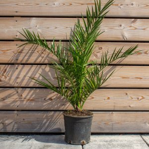 Ďatľovník kanársky (Phoenix canariensis) - výška 80-100 cm, kont. C2.5L ( -4°C)