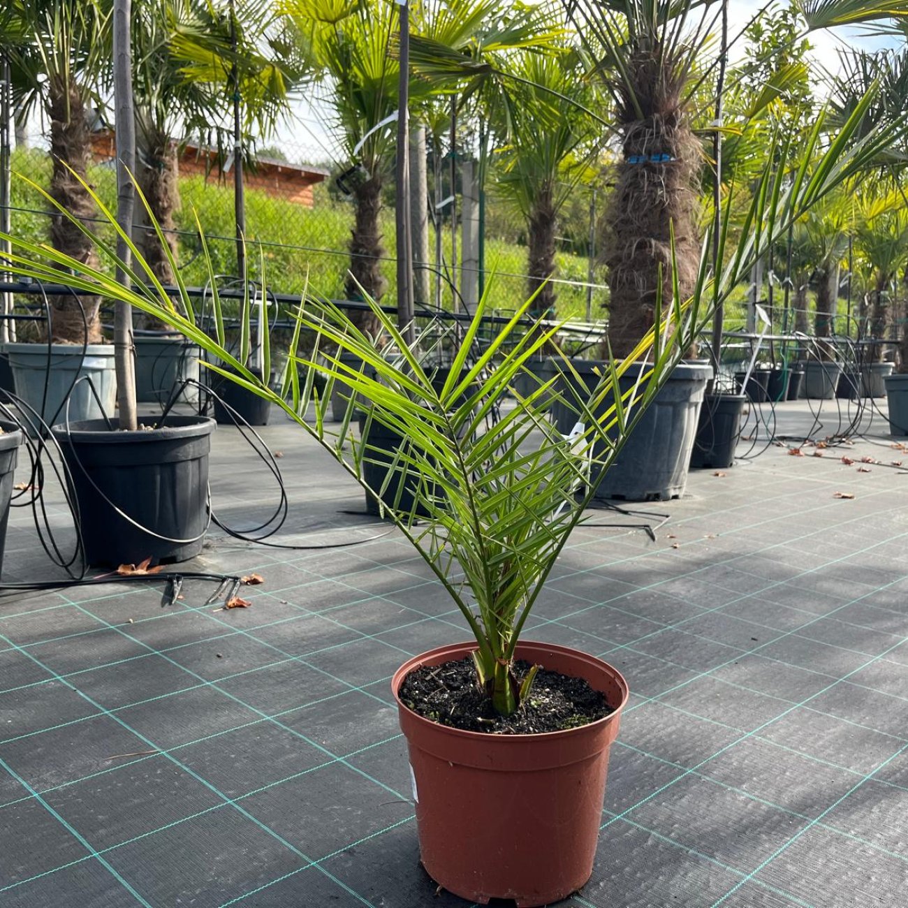 Obrázok Datľovník kanársky (Phoenix canariensis) - výška 40-60 cm, kont. C2L/C5L ( -6°C)