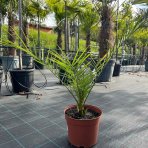 Datľovník kanársky (Phoenix canariensis) - výška 40-60 cm, kont. C2L/C5L ( -6°C)