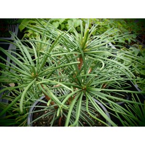 Dáždnikovec praslenovitý (Sciadopitys Verticillata) – výška: 30-40 cm, kont. C5L