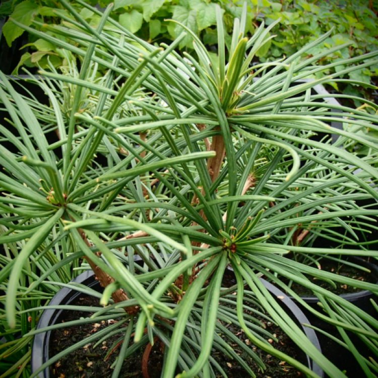 Dáždnikovec praslenovitý (Sciadopitys Verticillata) – výška: 30-40 cm, kont. C5L