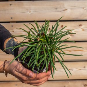 Dáždnikovec praslenovitý (Sciadopitys Verticillata) – výška 10-15 cm, kont. P9