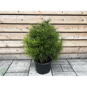 Dáždnikovec praslenovitý (Sciadopitys Verticillata) – výška: 100-120 cm, kont. C10L