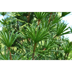 Dáždnikovec praslenovitý (Sciadopitys Verticillata) – výška: 15-25 cm, kont. C2L