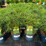 Dáždnikovec praslenovitý (Sciadopitys Verticillata) – výška 20-30 cm, kont. C3L