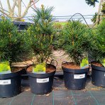 Dáždnikovec praslenovitý (Sciadopitys Verticillata) – výška 40-60 cm, kont. C7,5L