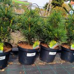 Dáždnikovec praslenovitý (Sciadopitys Verticillata) – výška 40-60 cm, kont. C7,5L