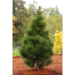 Dáždnikovec praslenovitý (Sciadopitys Verticillata) - japonská borovica – výška 10-15 cm, kont. C2L