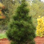 Dáždnikovec praslenovitý (Sciadopitys Verticillata) – výška: 10-15 cm, kont. C2L