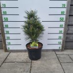 Dáždnikovec praslenovitý (Sciadopitys Verticillata) – výška 40-60 cm, kont. C7,5L