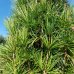 Dáždnikovec praslenovitý (Sciadopitys Verticillata) ´JOE KOZEY´ - výška 250-280 cm, kont. C110L 