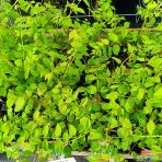 Dekaisnea Fargesova (Decaisnea fargesii) - výška 40-60 cm, kont. C4L