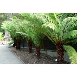 Diksónia antarktická (Dicksonia antarctica) - výška 20-30 cm, Ø 30-40 cm, kont.C5L