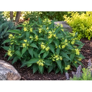 Diervila sediaca (Diervilla sessilifolia) ‘BUTTERFLY’ - výška 40-50 cm,  kont. C3L