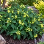 Diervila sediaca (Diervilla sessilifolia) ‘BUTTERFLY’ - výška 40-50 cm,  kont. C3L