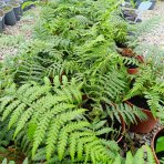 Diksónia antarktická (Dicksonia antarctica) – výška 20-30 cm, Ø 30-40 cm, kont.C2L 