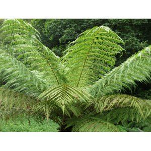 Diksónia antarktická (Dicksonia antarctica) – výška 90-100 cm, výška kmeňa 20-30 cm, kont. C35L