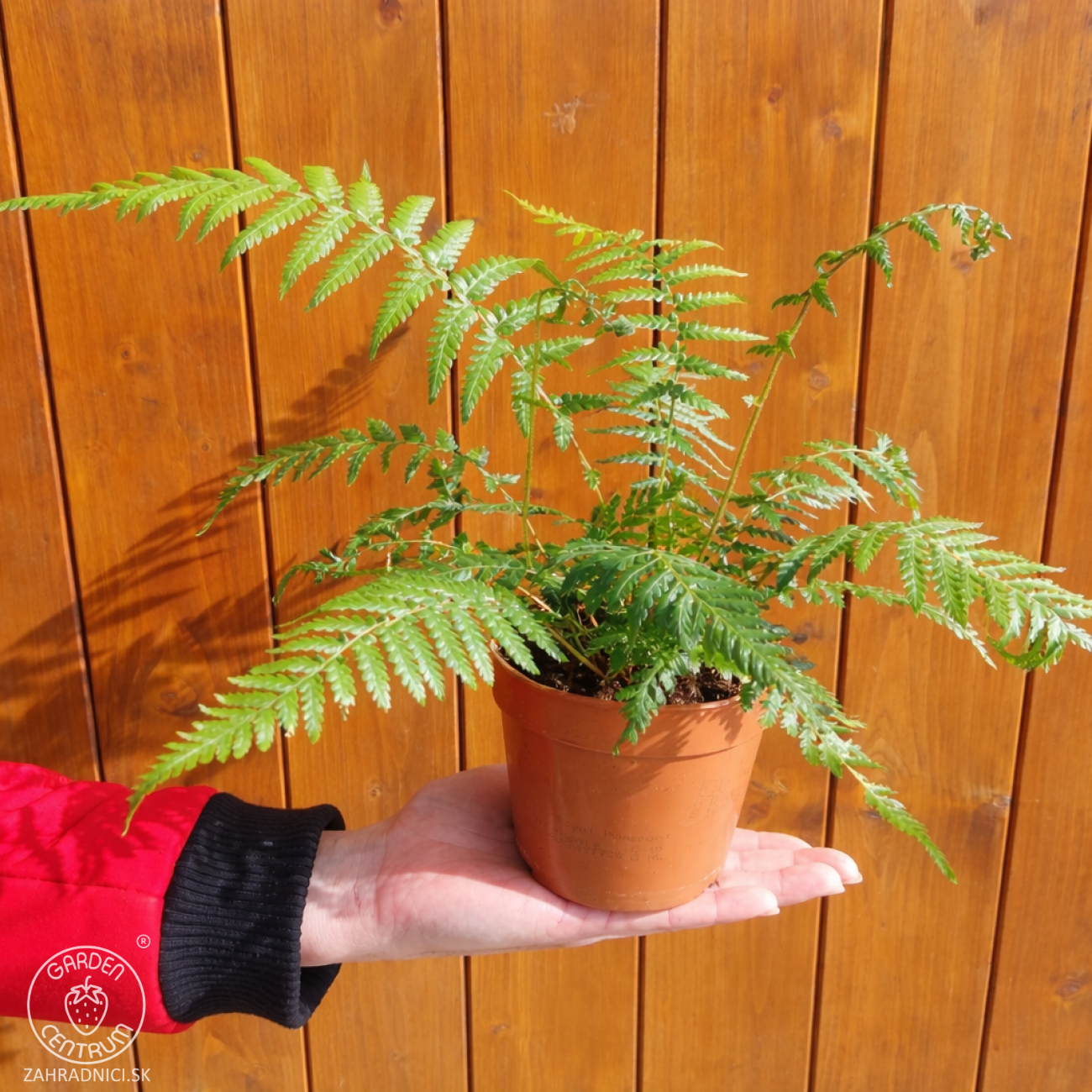 Obrázok Diksónia antarktická (Dicksonia antarctica) – výška 20-30 cm, Ø 30-40 cm, kont.C1L